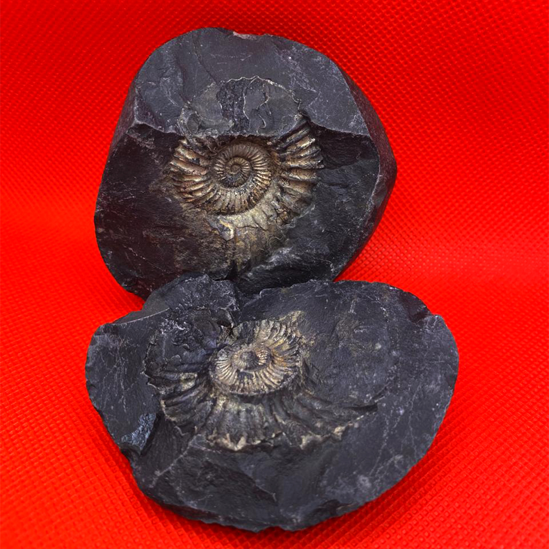 astrologer_product
