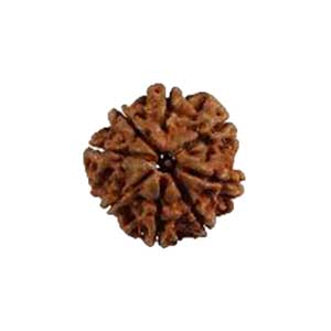 rudraksha