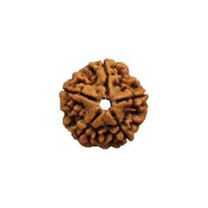 rudraksha