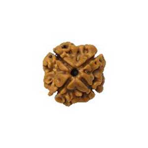 rudraksha