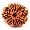 rudraksha