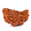 rudraksha