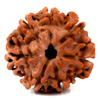 rudraksha