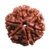 rudraksha