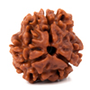 rudraksha