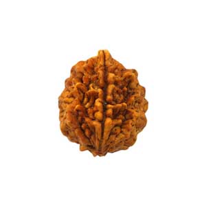 rudraksha