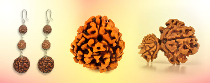 Rudraksha